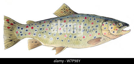 Illustrazione di trote (Salmo trutta fario). Matita e acquarello dipinto. Foto Stock