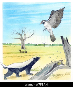 Illustrazione di miele Badger - (Mellivora capensis) e maggiore Honeyguide (Indicatore indicatore). Matita e acquarello pastello e illustrazione Foto Stock