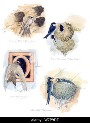 Illustrazione della famiglia Hirundinidae: sabbia comune Martin (Riparia Riparia), Northen House-Martin (Delichon urbicum), Comune (Swift Apus apus) e fienile Swallow (Hirundo rustica). Matita e acquarello dipinto. Foto Stock