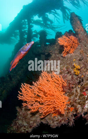 Relitto di nave con maschio cucù Wrasse (Labrus mixtus) e rosa mare Fan / presenta verrucosa Coral (Eunicella verrucosa) relitto Forth, Herm, Britanniche Isole del Canale, Luglio. Foto Stock