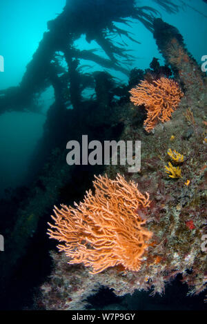 Relitto di nave con il rosa mare Fan / presenta verrucosa Coral (Eunicella verrucosa). Relitto Forth, Herm, Britanniche Isole del Canale, Luglio. Foto Stock