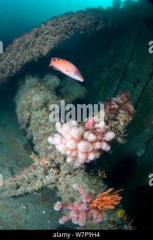 Naufragio con cuculo femmina Wrasse (Labrus mixtus) e dita rosso corallo morbido (Alcyonium glomeratus). Relitto Forth, Herm, Britanniche Isole del Canale, Luglio. Foto Stock