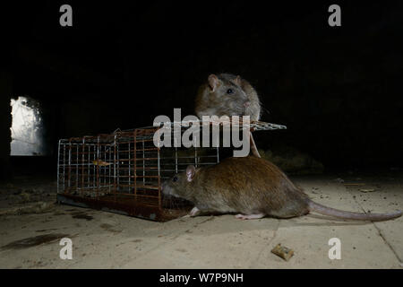 Ratti marrone (Rattus norvegicus) investigando trappola Francia, febbraio captive Foto Stock