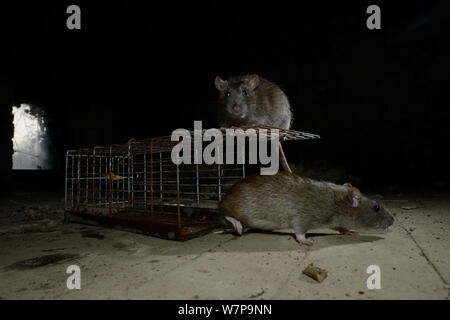 Ratti marrone (Rattus norvegicus) investigando trappola Francia, febbraio captive Foto Stock