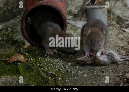 Ratti marrone (Rattus norvegicus) mangia mouse (Mus musculus) Francia, febbraio) captive Foto Stock