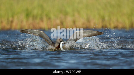 Red throated diver (Gavia stellata) adulto con pesce, venendo a terra su acqua, Islanda Giugno Foto Stock