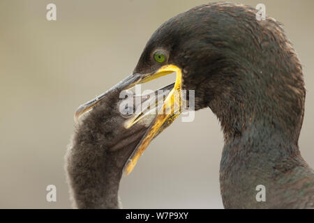 Il marangone dal ciuffo (phalacrocorax aristotelis) alimentazione chick attraverso il rigurgito, Scozia, UK Luglio Foto Stock