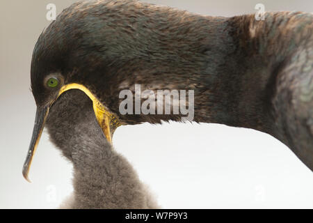 Il marangone dal ciuffo (phalacrocorax aristotelis) alimentazione chick attraverso il rigurgito, farne Islands, Northumberland UK Luglio Foto Stock