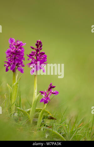 Inizio orchidee viola (Orchis mascula) in fiore nei Cressbrook Dale, Derbyshire, Regno Unito potrebbero Foto Stock