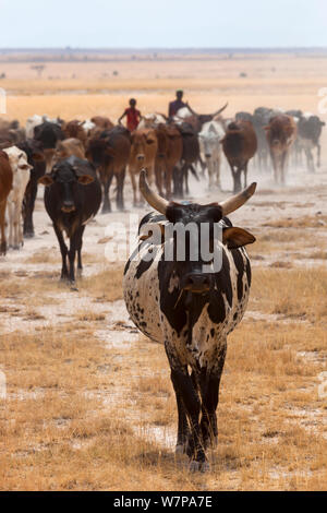 Maasai immobilizzare i bovini in Amboseli National Park, Amboseli-Tsavo ecosistema, Kenya, Africa, Ottobre 2012 Foto Stock