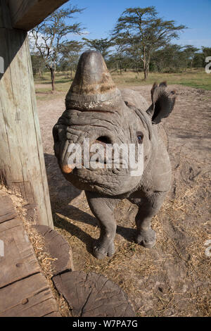 Rinoceronte nero (Diceros simum) mano-allevati cieco chiamato bull Baraka basato su Information Center per educazione comunitaria, Ol Pejeta Conservancy, Laikipia, Kenya, Africa, settembre 2012 captive Foto Stock