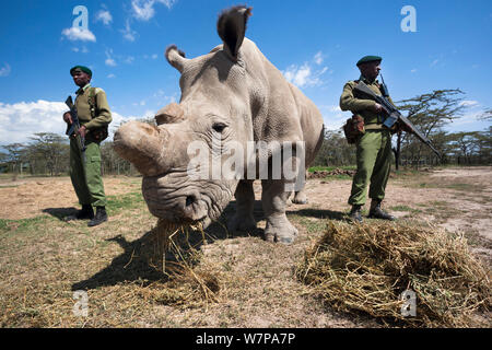 Nord del rinoceronte bianco (Ceratotherium simum cottoni) femmina chiamato Najin, vigilato da guardie armate, Ol Pejeta Conservancy, Laikipia, Kenya, Africa, Settembre 2012 Foto Stock