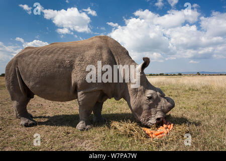 Nord del rinoceronte bianco (Ceratotherium simum cottoni) dehorned chiamato maschio Sudan, vegliato da guardie armate, Ol Pejeta Conservancy, Laikipia, Kenya, Africa, Settembre 2012 Foto Stock