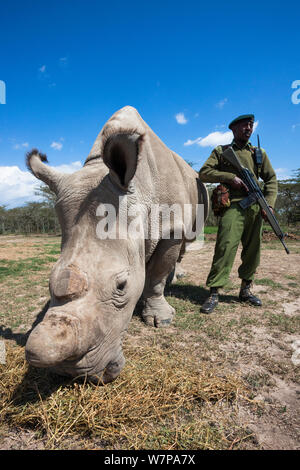 Nord del rinoceronte bianco (Ceratotherium simum cottoni) femmina chiamato Najin, vigilato da guardie armate, Ol Pejeta Conservancy, Laikipia, Kenya, Africa, Settembre 2012 Foto Stock