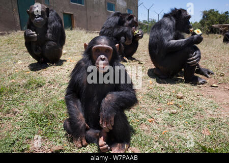 Gli scimpanzé (Pan troglodytes) dall'Africa occidentale e centrale che sono rimasti orfani o abusato di trovare rifugio nell'Sweetwaters santuario di scimpanzé, Ol Pejeta conservancy, Laikipia, Kenya, Settembre 2012 Foto Stock