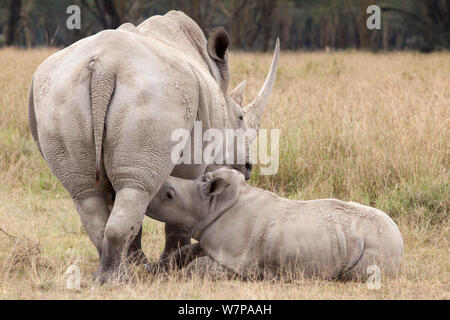 Rinoceronte bianco (Ceratotherium simum) vitello lattante dalla madre, Lake Nakuru National Park, Kenya Foto Stock