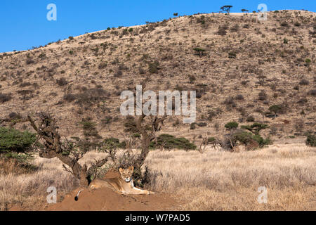 Leonessa (Panthera Leo) a riposo, Lewa Wildlife Conservancy, Laikipia, Kenya Foto Stock