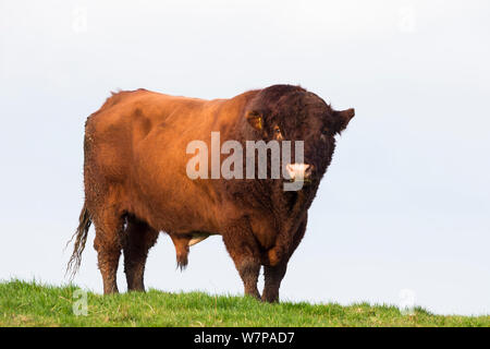 Bull in agricoltore campo Islay, Scotland, Regno Unito Foto Stock