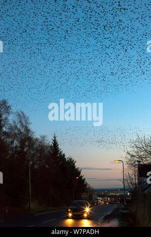 Per gli storni comune (Sturnus vulgaris), murmuration in inverno al tramonto sulla città, Gretna, Scozia, Regno Unito, novembre 2012 Foto Stock