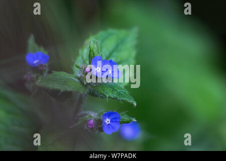 Verde (alkanet Pentaglottis sempervirens) cresce in tarda estate, Northumberland, Regno Unito, Settembre Foto Stock