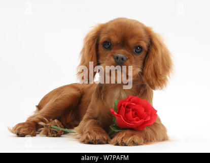 Ruby Cavalier King Charles Spaniel pup, fiamma, dodici settimane, con una rosa rossa. Foto Stock