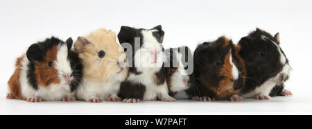 Sei giovani cavie in una fila. Foto Stock