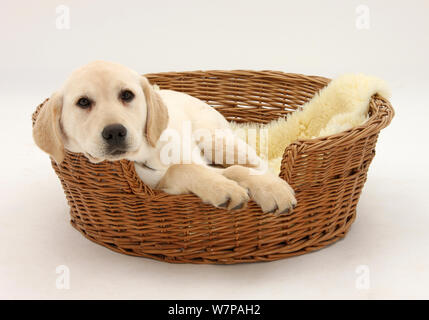 Giallo Labrador pup, 4 mesi di età, giacente in un cesto di vimini del cane. Foto Stock