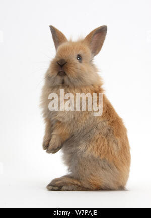 Baby croce Lionhead rabbit Lop, in piedi. Foto Stock