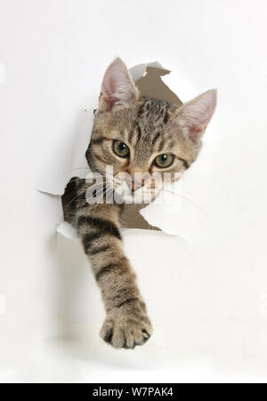 Tabby kitten, Stanley, 4 mesi di età, rottura attraverso la carta. Foto Stock