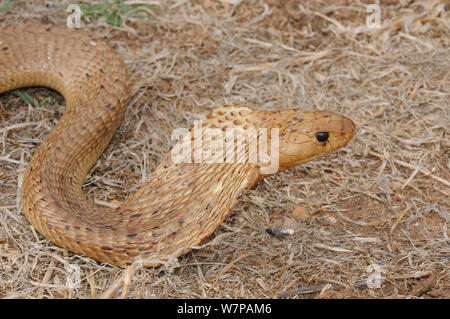 Cape Cobra (Naja nivea) femmina adulta avviso. Oudtshoorn, piccolo Karoo, Western Cape, Sud Africa, Novembre Foto Stock