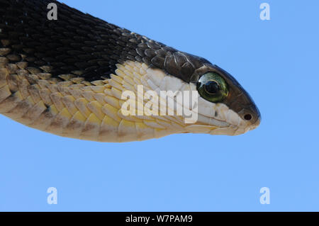 Boomslang (Dispholidus typus) immatura e chiudere fino alla testa. deHoop riserva naturale, Western Cape, Sud Africa, Novembre Foto Stock