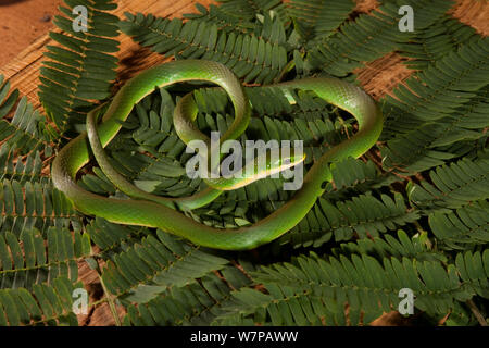 Ruvido Green snake (Opheodrys aestivus) in foglie, West Florida, Stati Uniti d'America Foto Stock