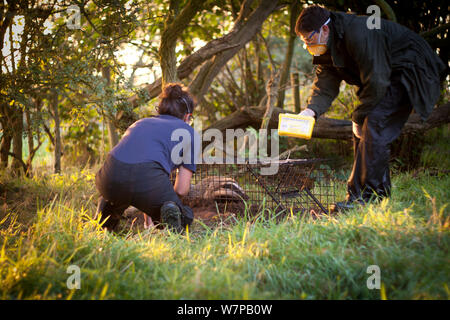 Tasso (Meles meles) essendo vaccinato con tubercolosi bovina vaccino dal Cheshire Wildlife Trust & Shropshire Wildlife Trust personale. Badgers sono per la prima volta 'live-intrappolato durante la notte poi vaccinati, marcata e rilasciato, illeso. Cheshire / confine Shropshire, Regno Unito, settembre 2012. Foto Stock