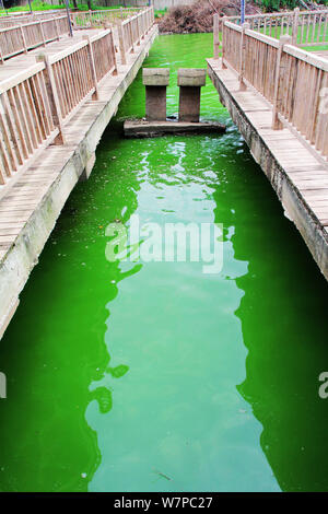 Vista di un focolaio di alghe blu-verdi sul lago Chaibo nella città di Wuhan, Cina centrale della provincia di Hubei, 3 giugno 2017. Un focolaio di blu-verde alg Foto Stock