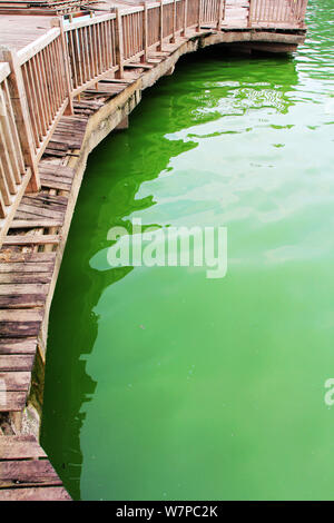 Vista di un focolaio di alghe blu-verdi sul lago Chaibo nella città di Wuhan, Cina centrale della provincia di Hubei, 3 giugno 2017. Un focolaio di blu-verde alg Foto Stock