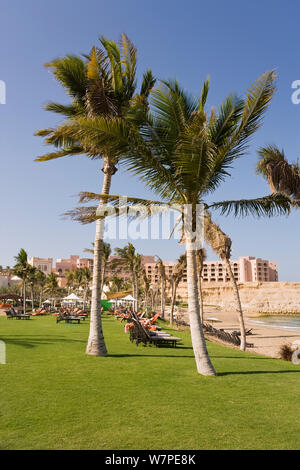 Palme Al Jissah spiaggia presso Shangri-La Resort, Al Jissah, Muscat Oman 2007 Foto Stock
