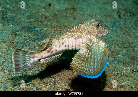 Searobin Galapagos (Prionotus miglia) Galapagos. Foto Stock