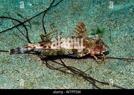 Searobin Galapagos (Prionotus miglia) Galapagos. Foto Stock