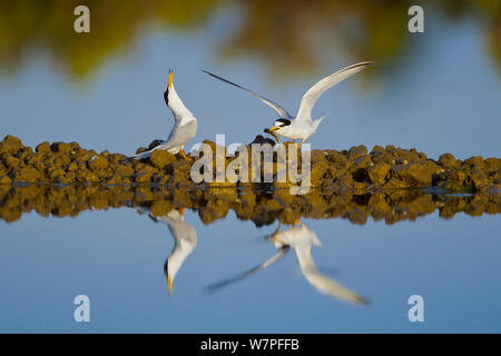 Poco Sterne (Sterna albifrons) nel corteggiamento sono riflessi nell'acqua delle saline. Il maschio di chiamate e getta la sua testa di nuovo dopo il passaggio di un pesce per la femmina. L' Algarve, Portogallo, maggio. Foto Stock