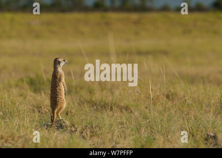 Meerkat (Suricata suricatta) in piedi in posa di avviso al sondaggio del suo territorio sul bordo di teglie di Makgadikgadi National Park, Botswana, Aprile. Foto Stock