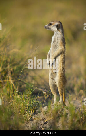 Meerkat (Suricata suricatta) in piedi in posa di avviso sul bordo di teglie di Makgadikgadi National Park, Botswana, Aprile. Foto Stock