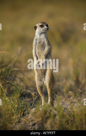 Meerkat (Suricata suricatta) in piedi in posa di avviso sul bordo di teglie di Makgadikgadi National Park, Botswana, Aprile. Foto Stock