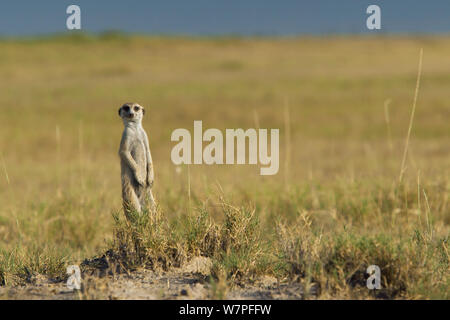 Meerkat (Suricata suricatta) guardando la telecamera e permanente per sondaggio il suo territorio sul bordo di teglie di Makgadikgadi National Park, Botswana, Aprile. Foto Stock