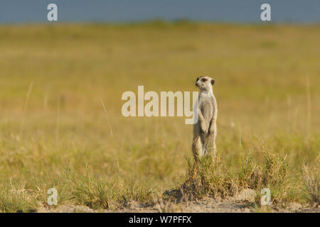 Meerkat (Suricata suricatta) in piedi in posa di avviso al sondaggio del suo territorio sul bordo di teglie di Makgadikgadi National Park, Botswana, Aprile. Foto Stock