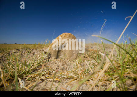 Meerkat (Suricata suricatta) scavo per un pasto nel Kalahari, Botswana, Aprile. Foto Stock