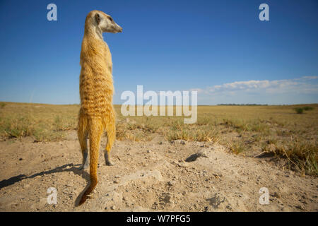 Meerkat (Suricata suricatta) permanente per sondaggio il suo territorio sul bordo di teglie di Makgadikgadi National Park, Botswana, Aprile. Foto Stock