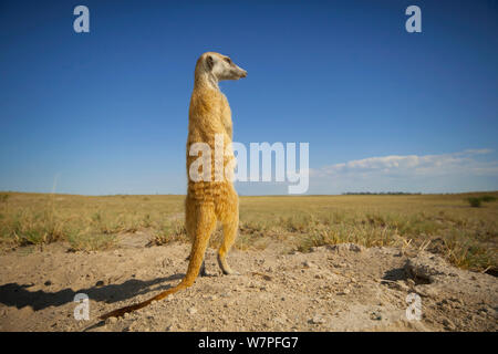 Meerkat (Suricata suricatta) permanente per sondaggio il suo territorio sul bordo di teglie di Makgadikgadi National Park, Botswana, Aprile. Foto Stock