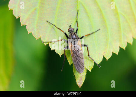 Danza maschile Fly (Empis tessellata) in appoggio su una foglia, giardino Wiltshire, Regno Unito, maggio. Foto Stock