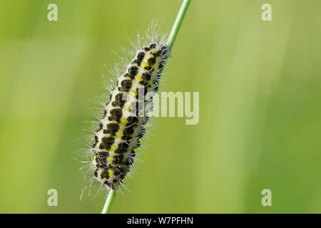 Larva di strette-delimitata cinque-spot Burnett (falena Zygaena lonicerae) con lungo nero e capelli bianchi si prepara a pupate su un gambo di erba in un gesso prato pascolo, Wiltshire, Regno Unito, maggio. Foto Stock