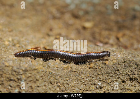 Millepiedi striato (Ommatoiulus sabulosus) strisciando su rocce di arenaria in una vecchia cava di sabbia, Bedfordshire, Regno Unito, maggio. Foto Stock